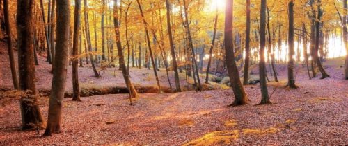 Bekoord door dansende bomen